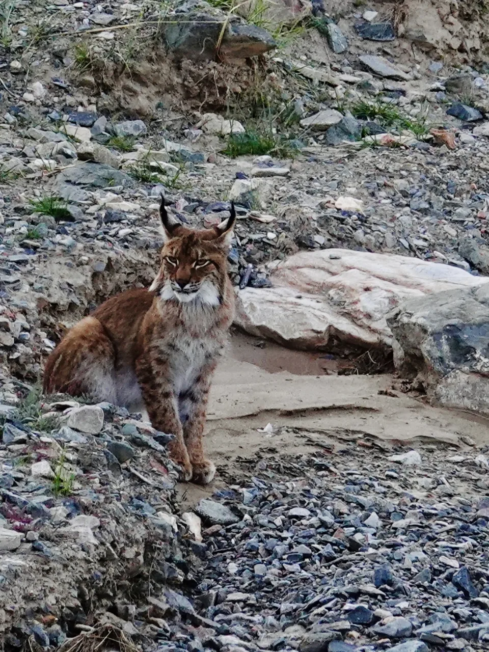 Where Does the Snow Leopard Live? A Practical Guide to Seeing Snow Leopards in the Wild Eurasian_lnyx