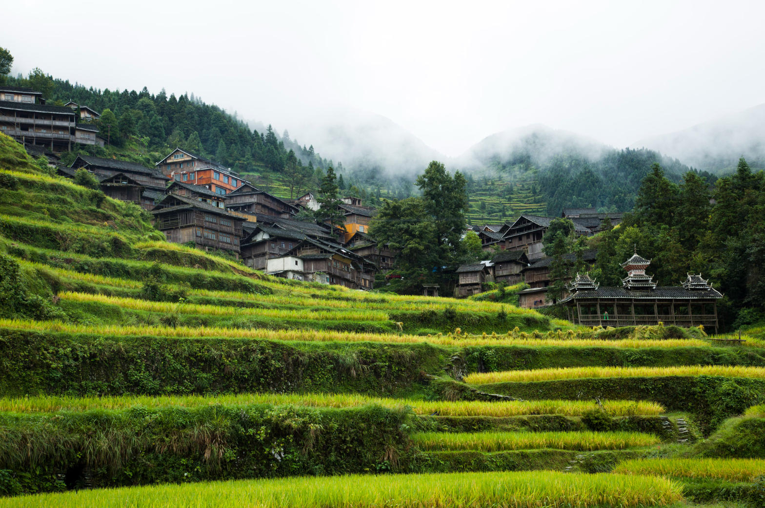 Tang'an Rice Terraces