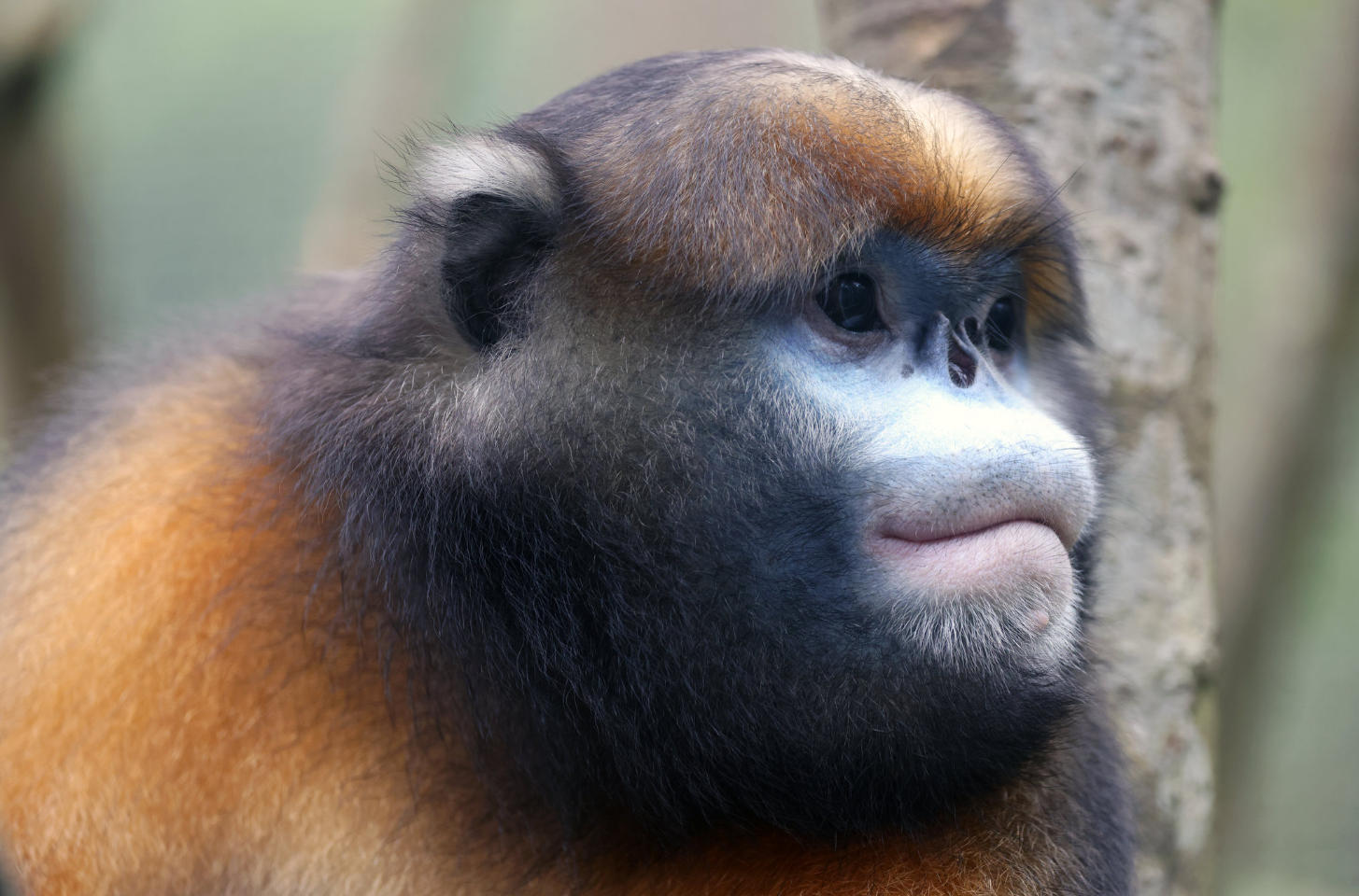 Guizhou Snub-Nosed Monkey on Mount Fanjing