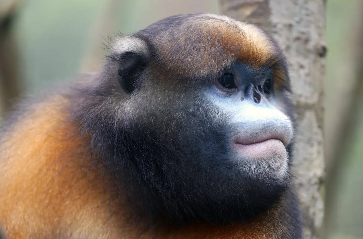 Tongren, Guizhou, China Travel Guide: How to Visit Mount Fanjingshan and Nearby Attractions Guizhou Golden Snub-Nosed Monkey on Mount Fanjing