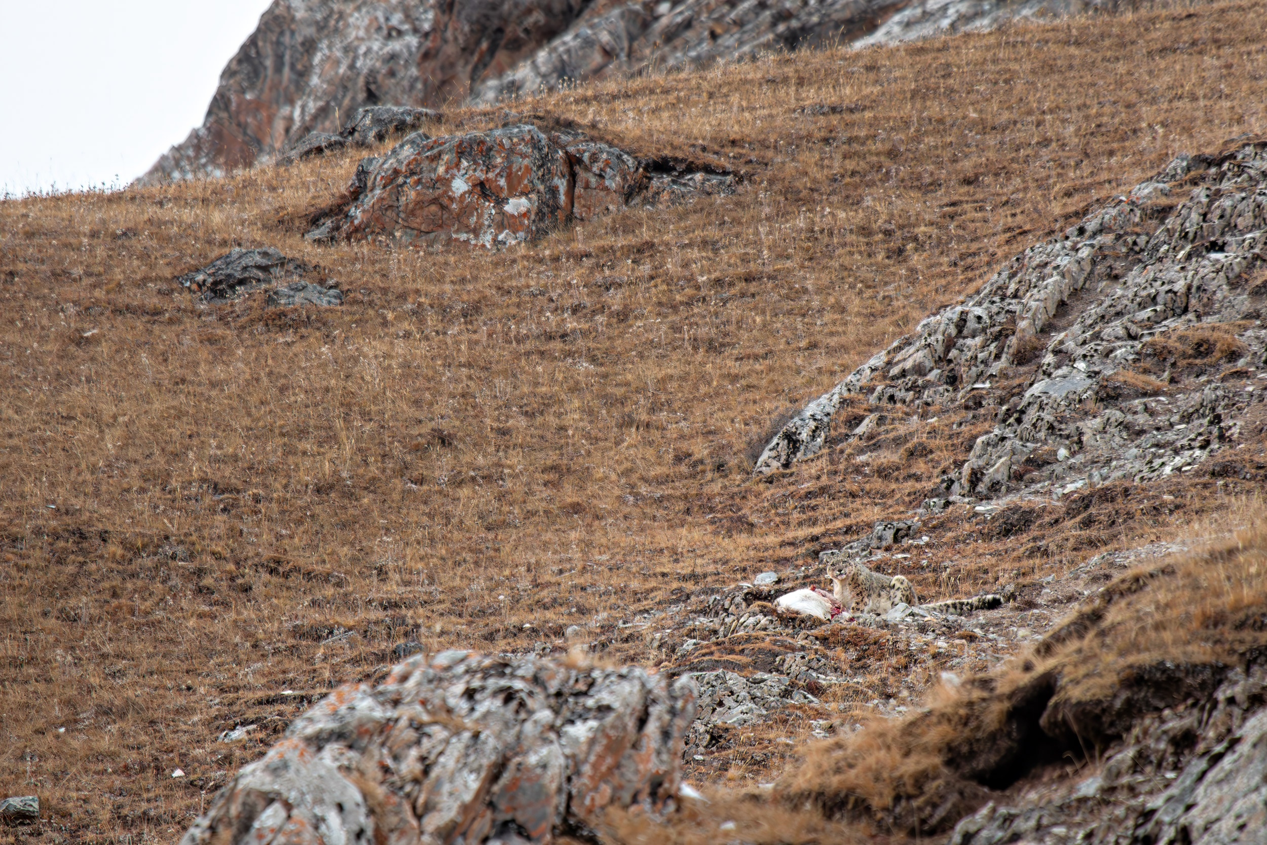 snow_leopard