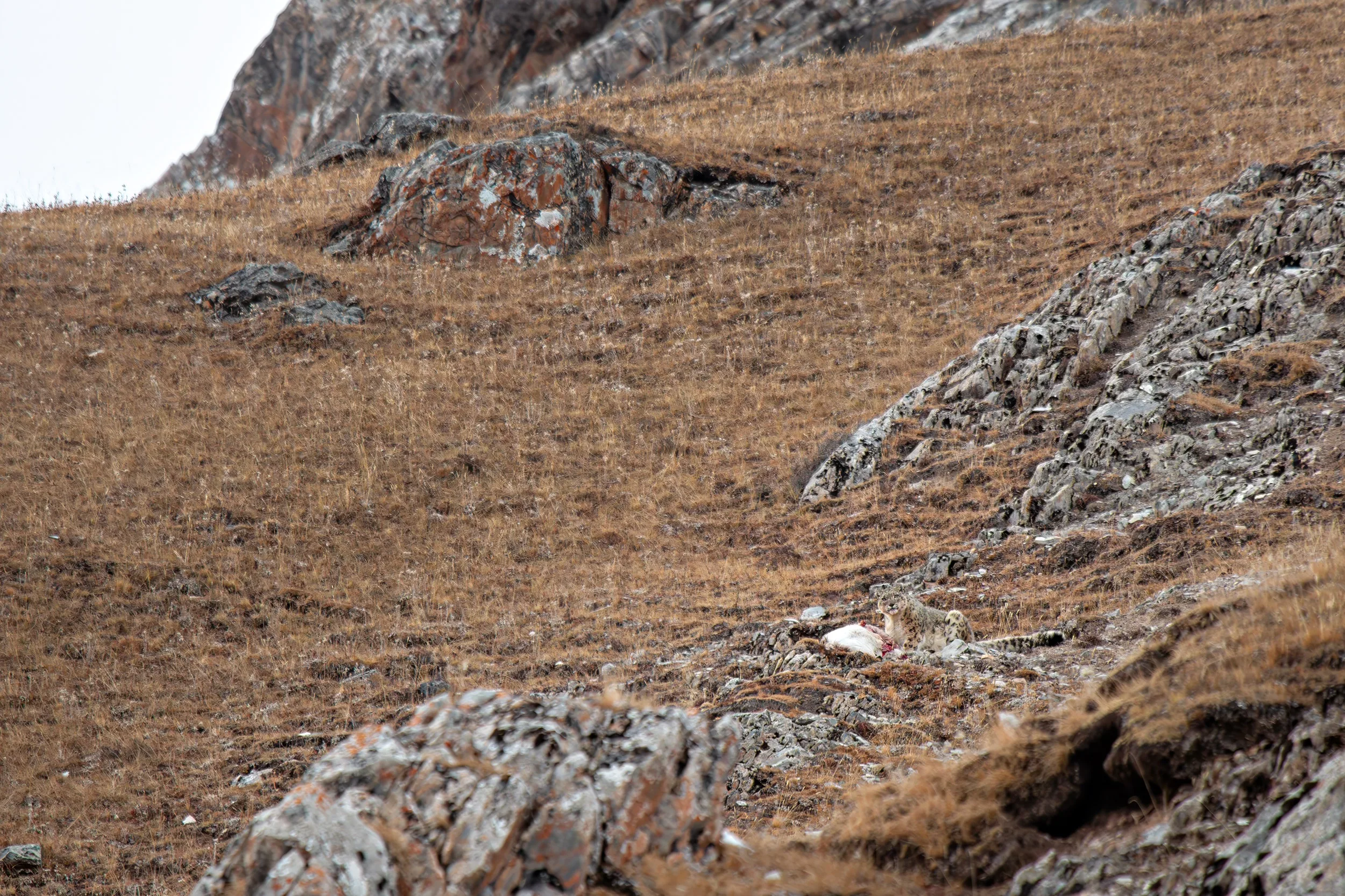 China Qinghai Xialaxiu Town Snow Leopard Sightings Report snow_leopard