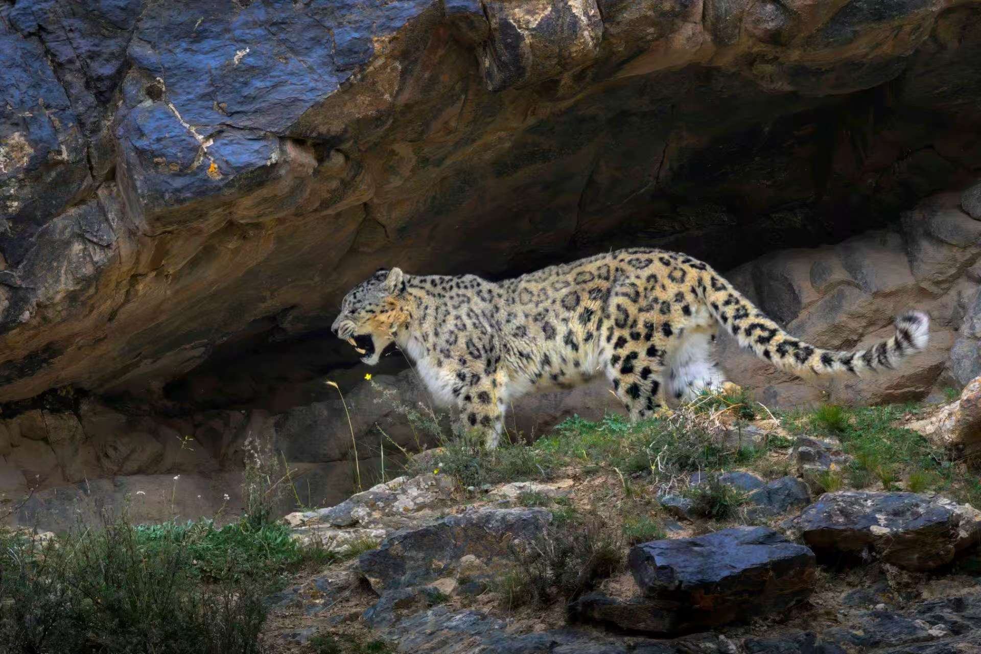 Dulan Wildlife Tour Report: Pallas’s Cats, Eurasian Lynx and Snow Leopards in Qinghai, China snow_leopard_dulan2