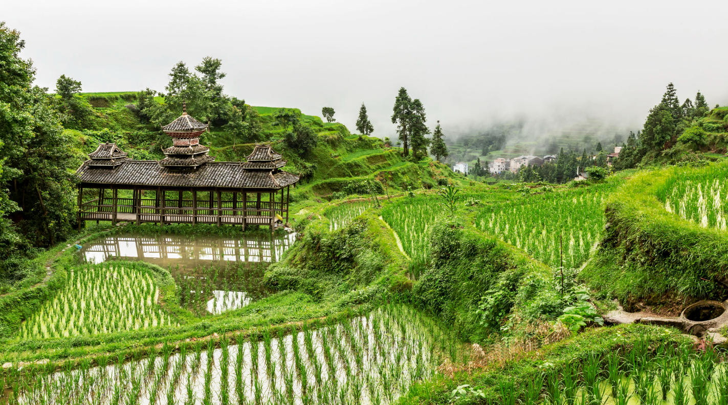Tang'an Rice Terraces in the Rain