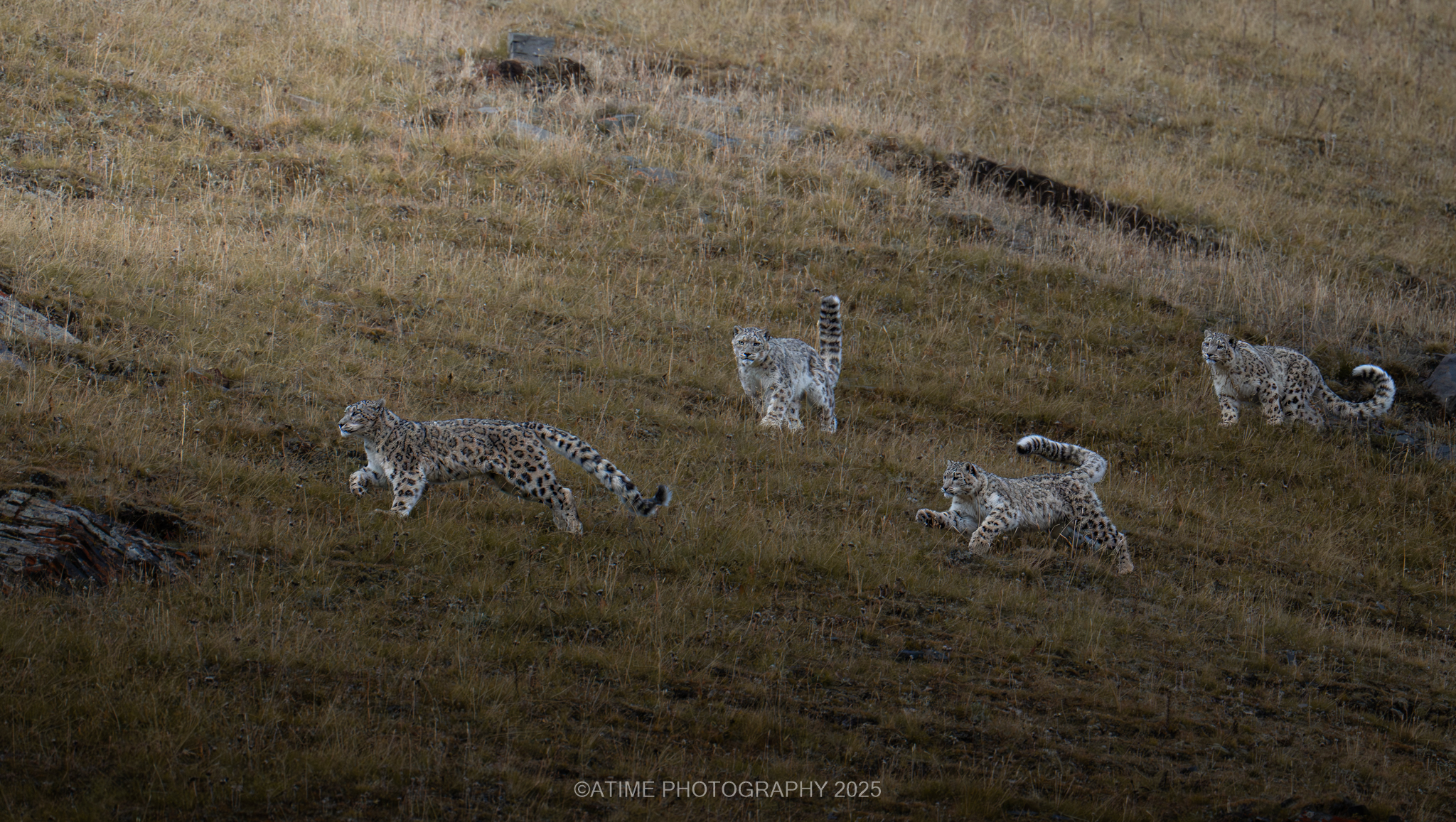 Snow Leopard Photography Field Guide: How To Photograph Snow Leopards In The Wild snow_leopard_family_shiqu