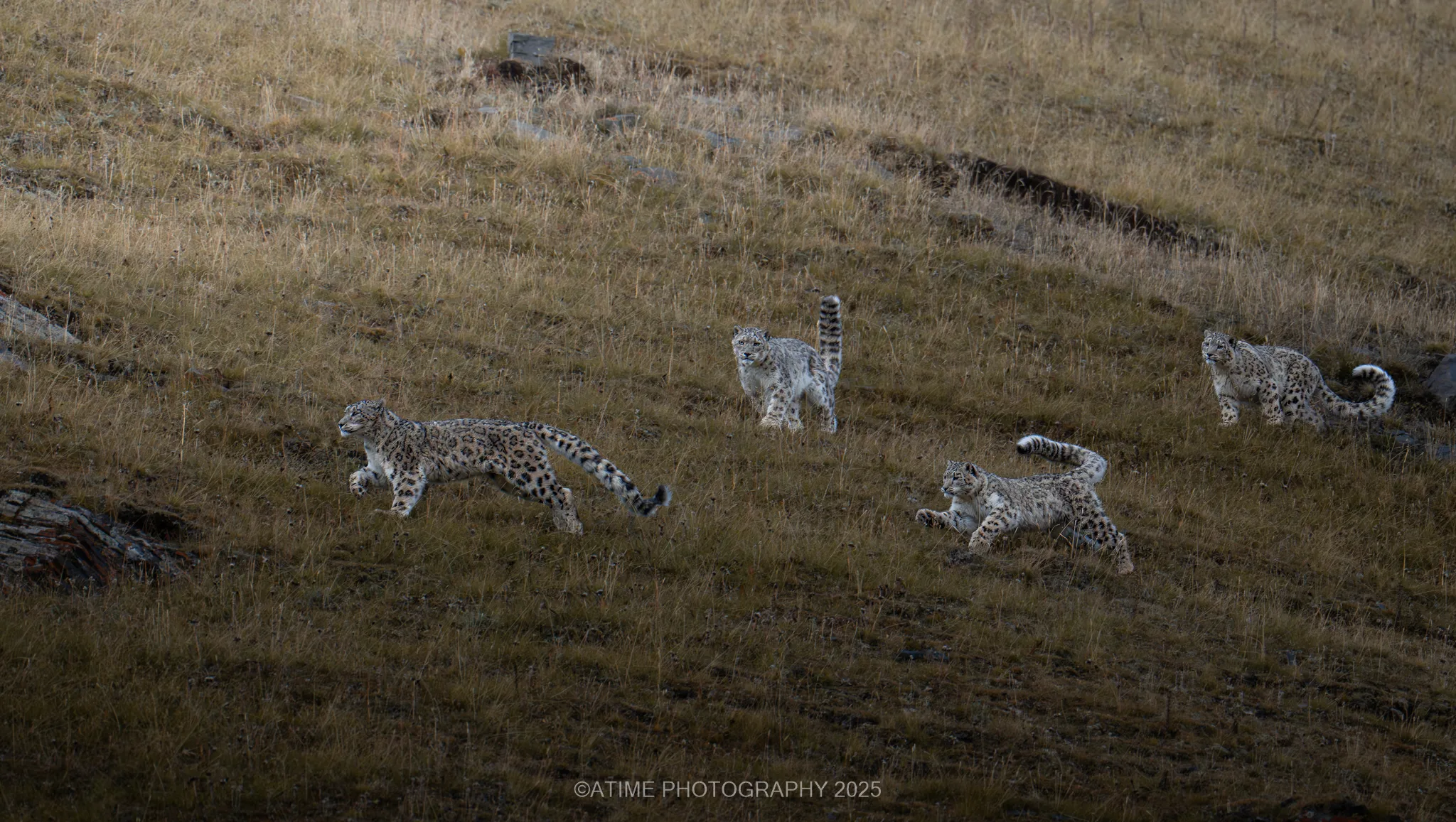 snow_leopard_family_shiqu