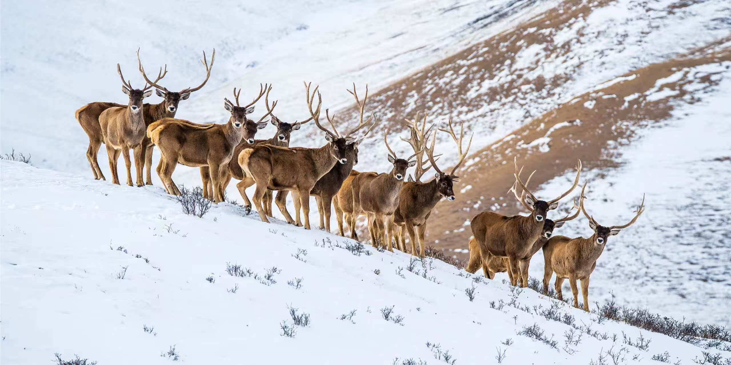 white_lipped_deer