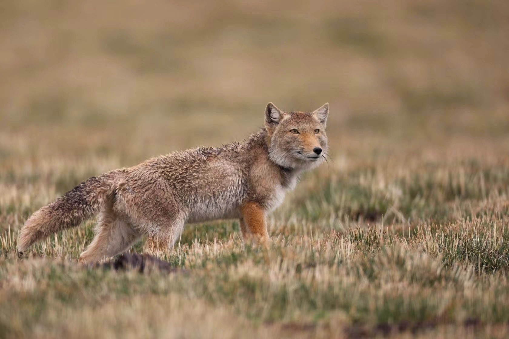 tibetan_fox