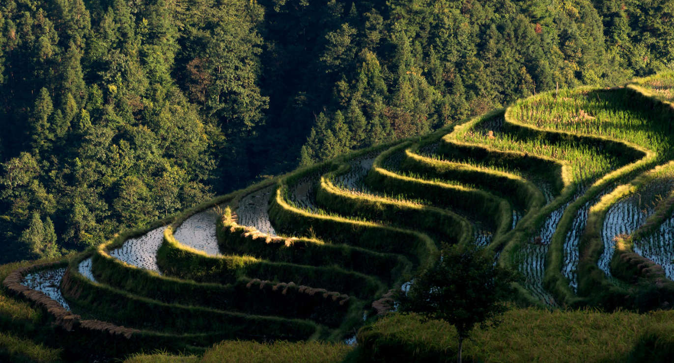 Rice Terraces During Irrigation Season