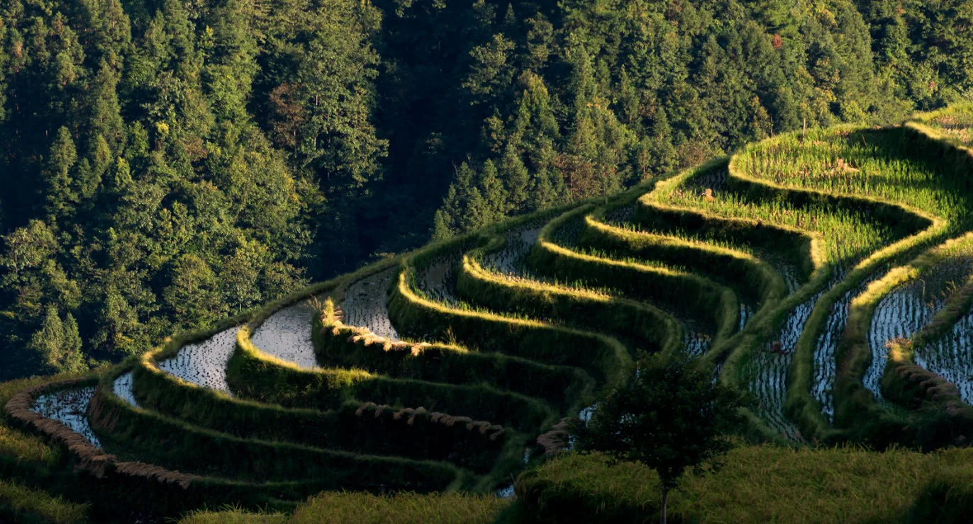 Huanggang Dong Village: One of the Best Dong Villages to Visit in Guizhou Rice Terraces During Irrigation Season
