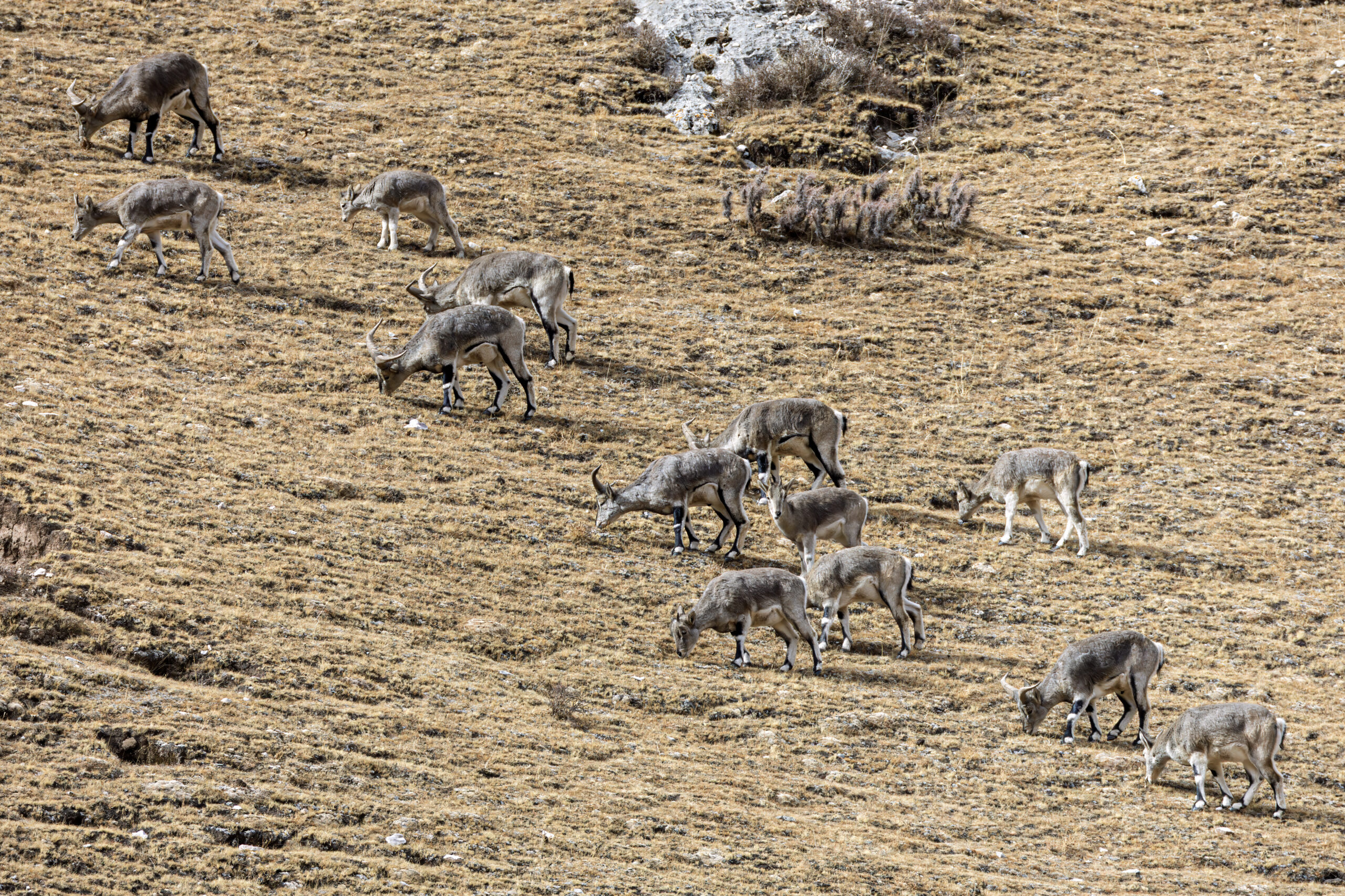 What Do Snow Leopards Eat? An Educational Guide blue_sheep