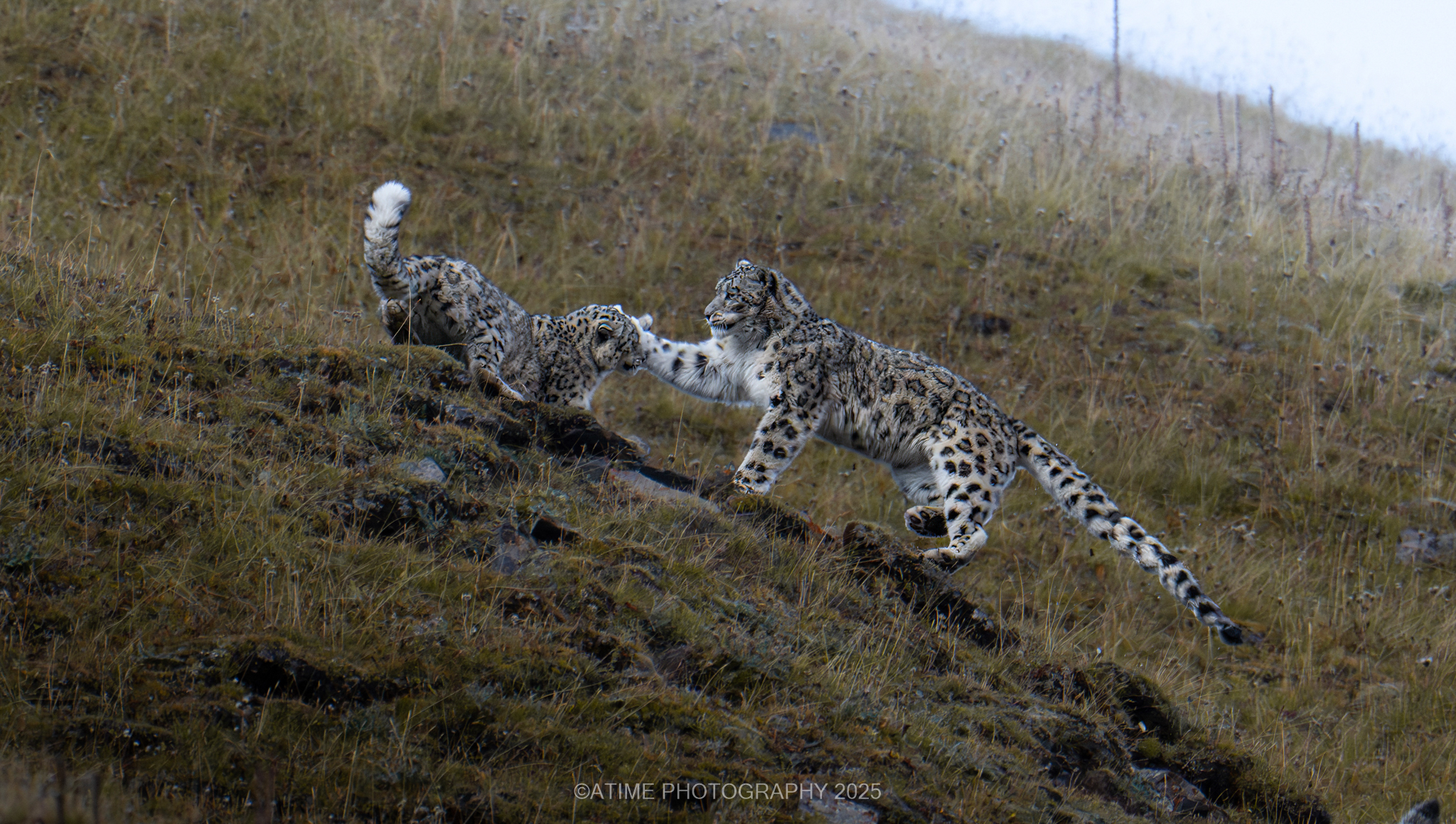 Snow Leopard Photography Field Guide: How To Photograph Snow Leopards In The Wild snow_leopard_shiqu