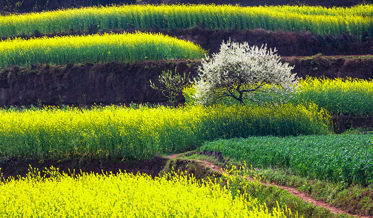 Xijiang Qianhu Miao Village Guide: Exploring China’s Largest Miao Village in Guizhou Spring Landscape of Xijiang Qianhu Miao Village