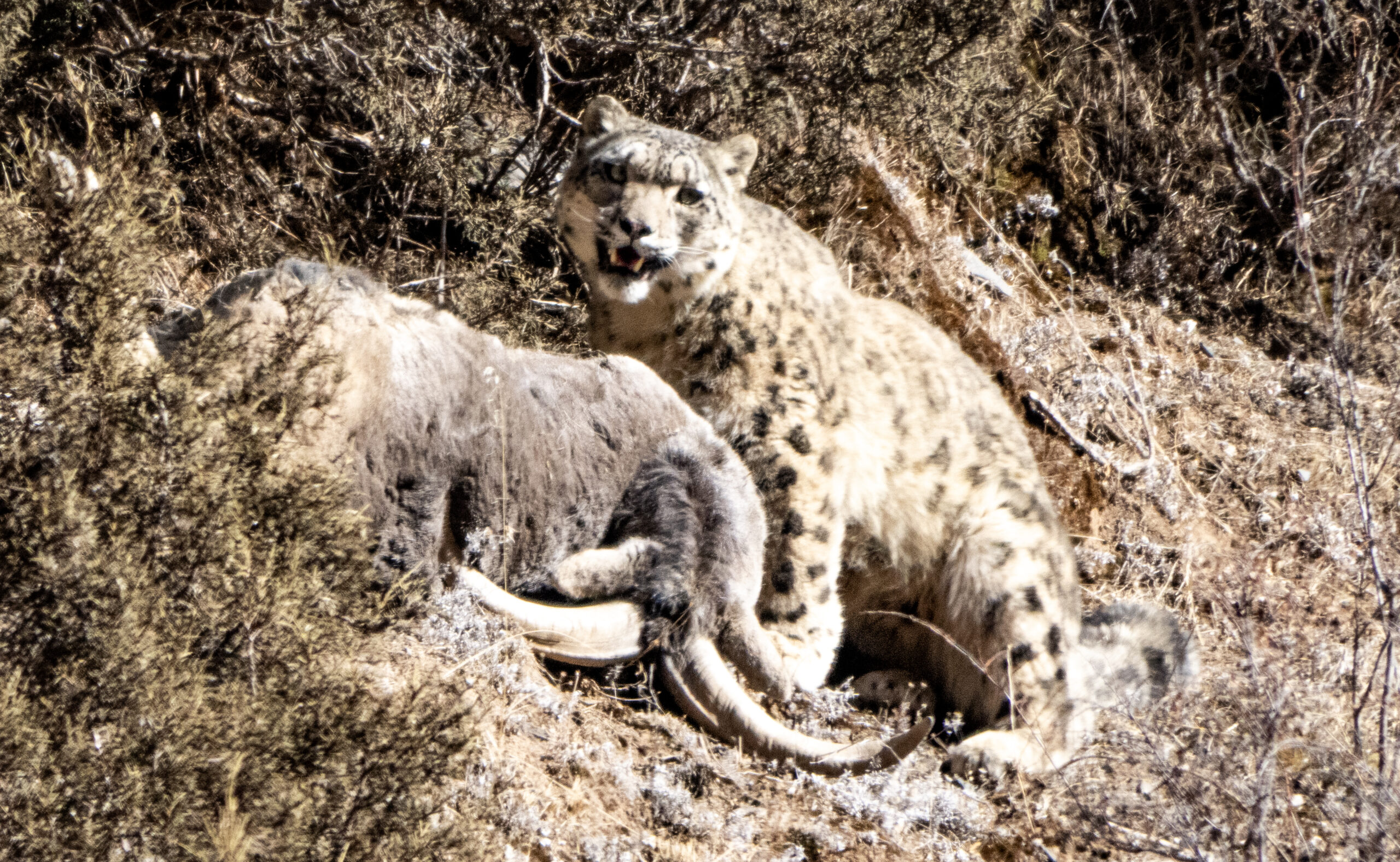 snow_leopard_eating_blue_sheep