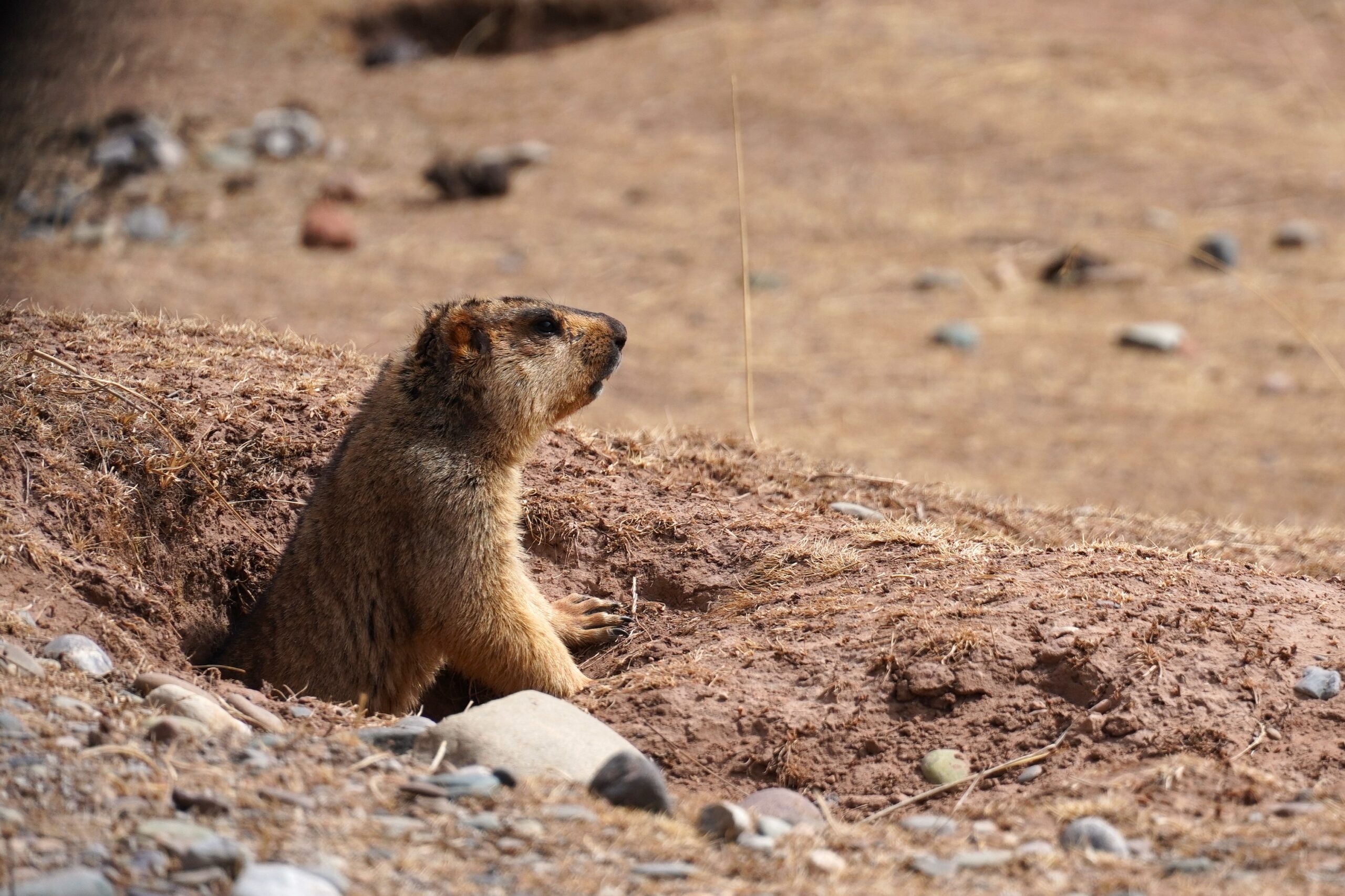 What Do Snow Leopards Eat? An Educational Guide Himalayan_marmot