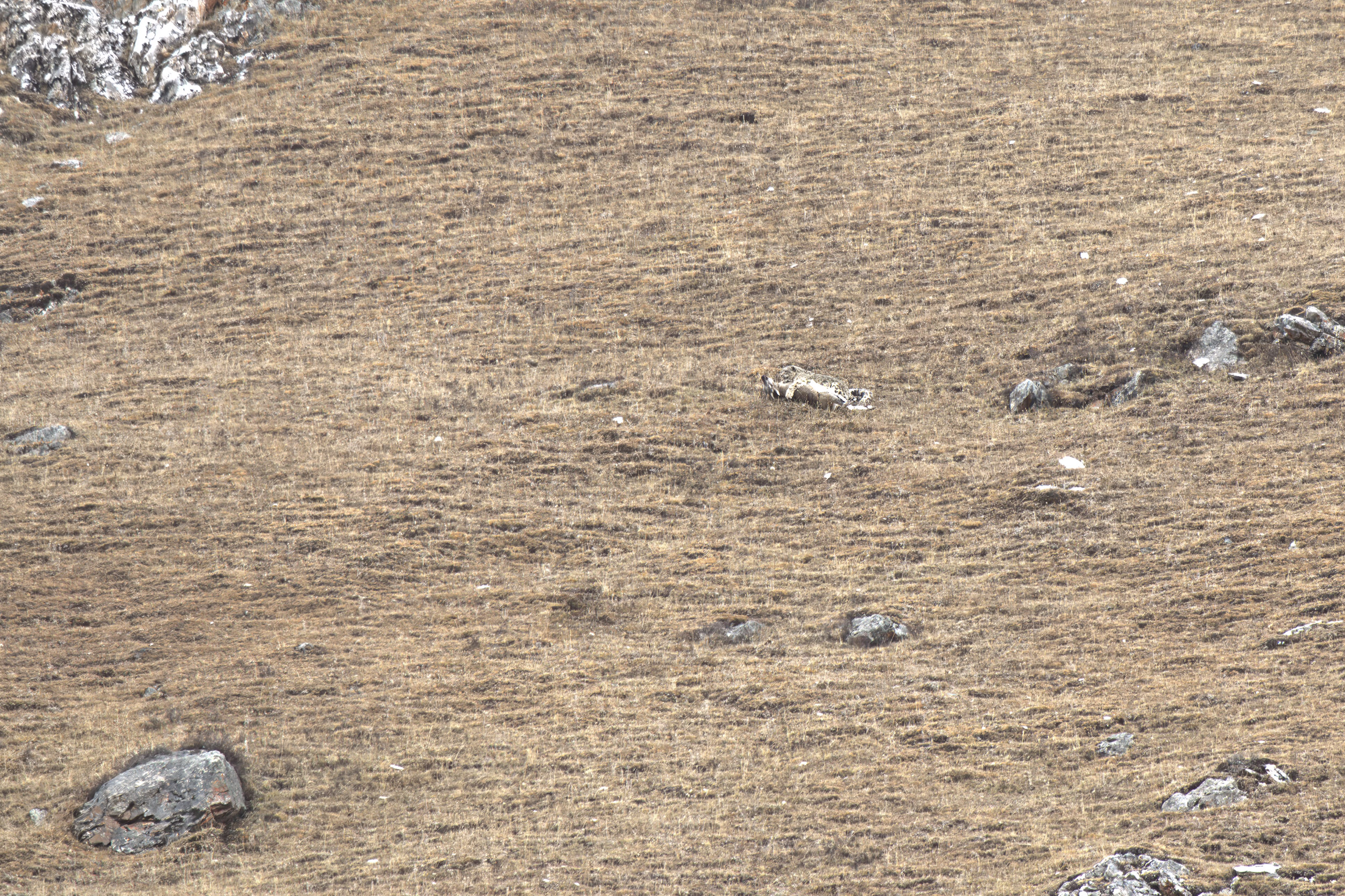 Tibet Snow Leopard: A Guide To Tracking Snow Leopards On The Tibetan Plateau snow_leopard_successful_huting_@Fabio