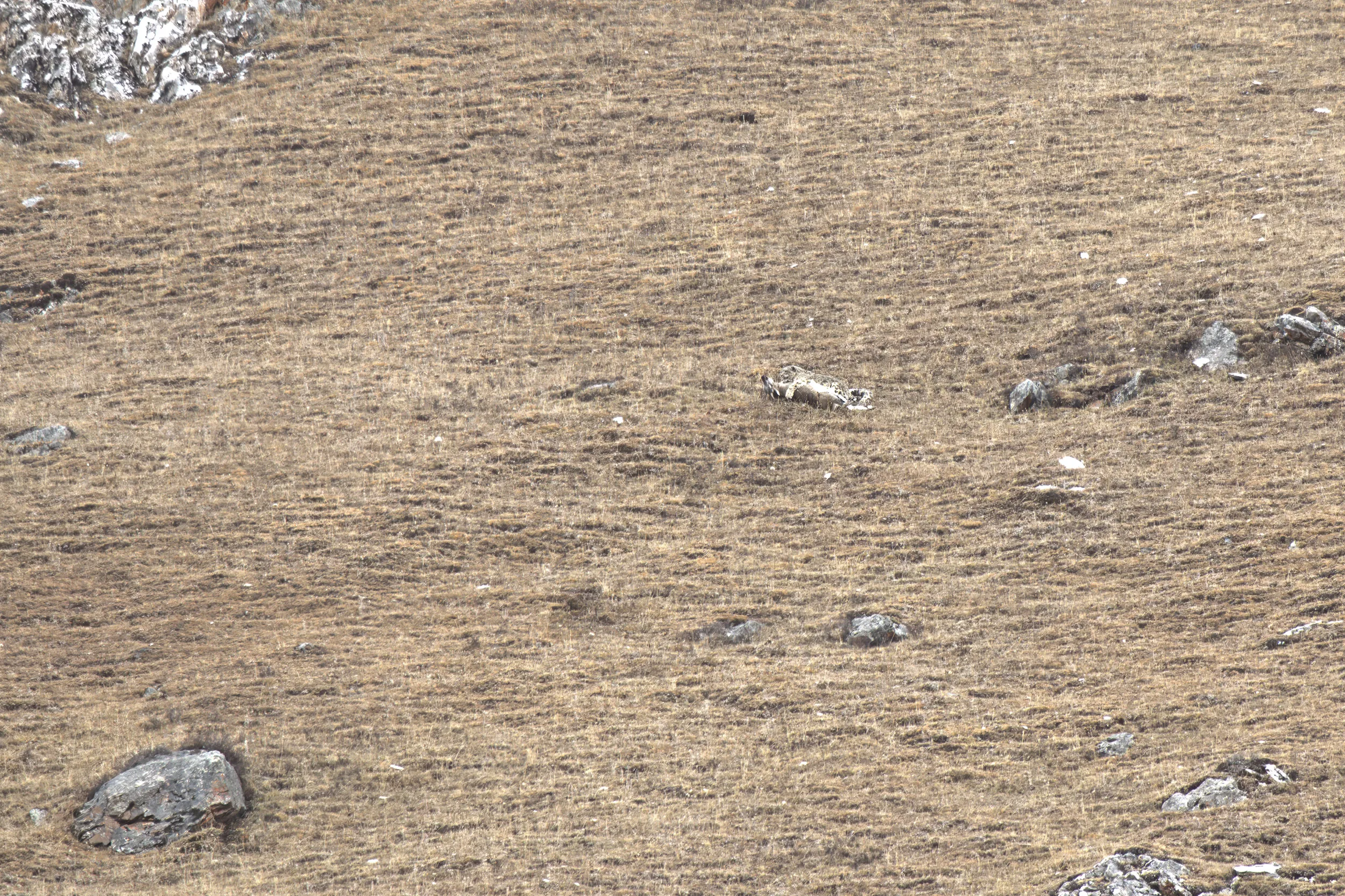 Tibet Snow Leopard: A Guide To Tracking Snow Leopards On The Tibetan Plateau snow_leopard_successful_huting_@Fabio