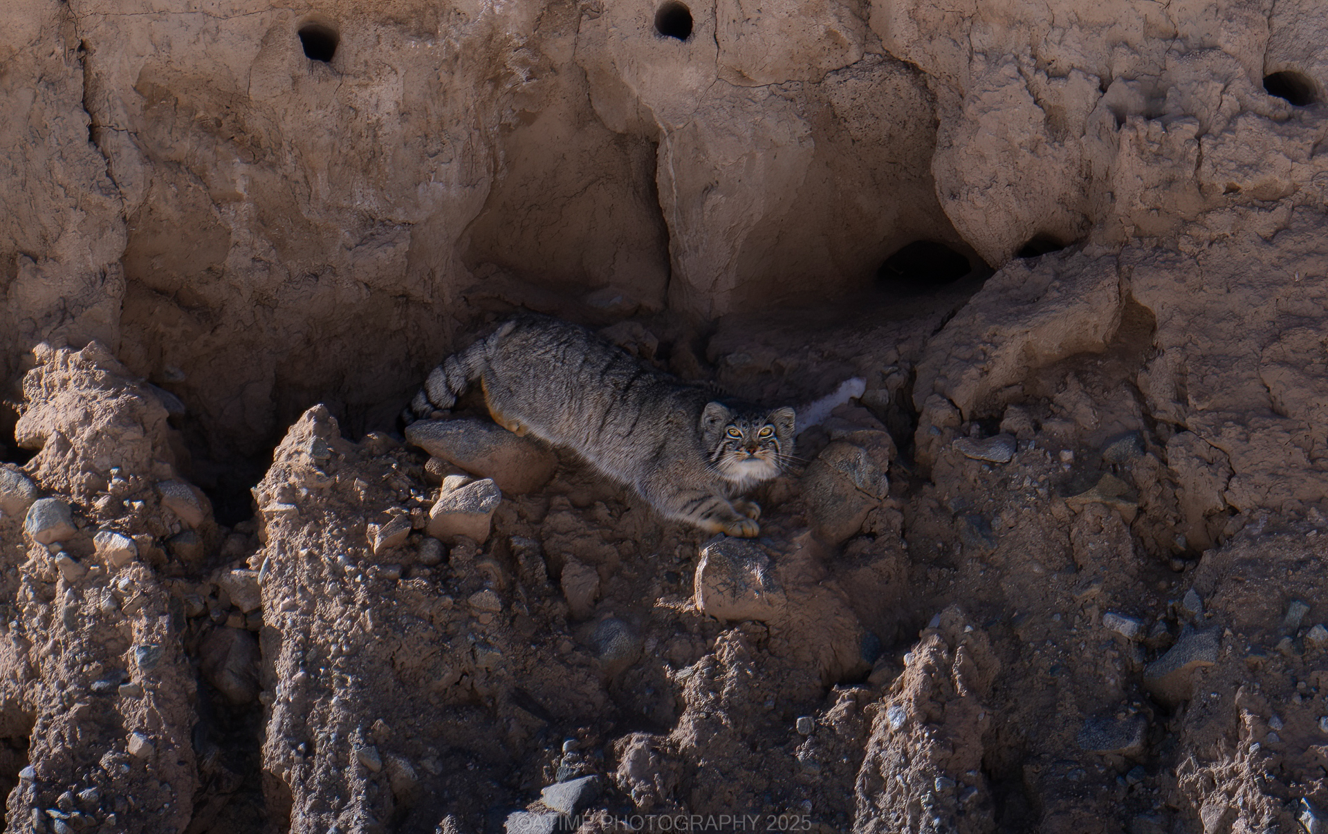 Dulan Wildlife Tour Report: Pallas’s Cats, Eurasian Lynx and Snow Leopards in Qinghai, China palla's_cat