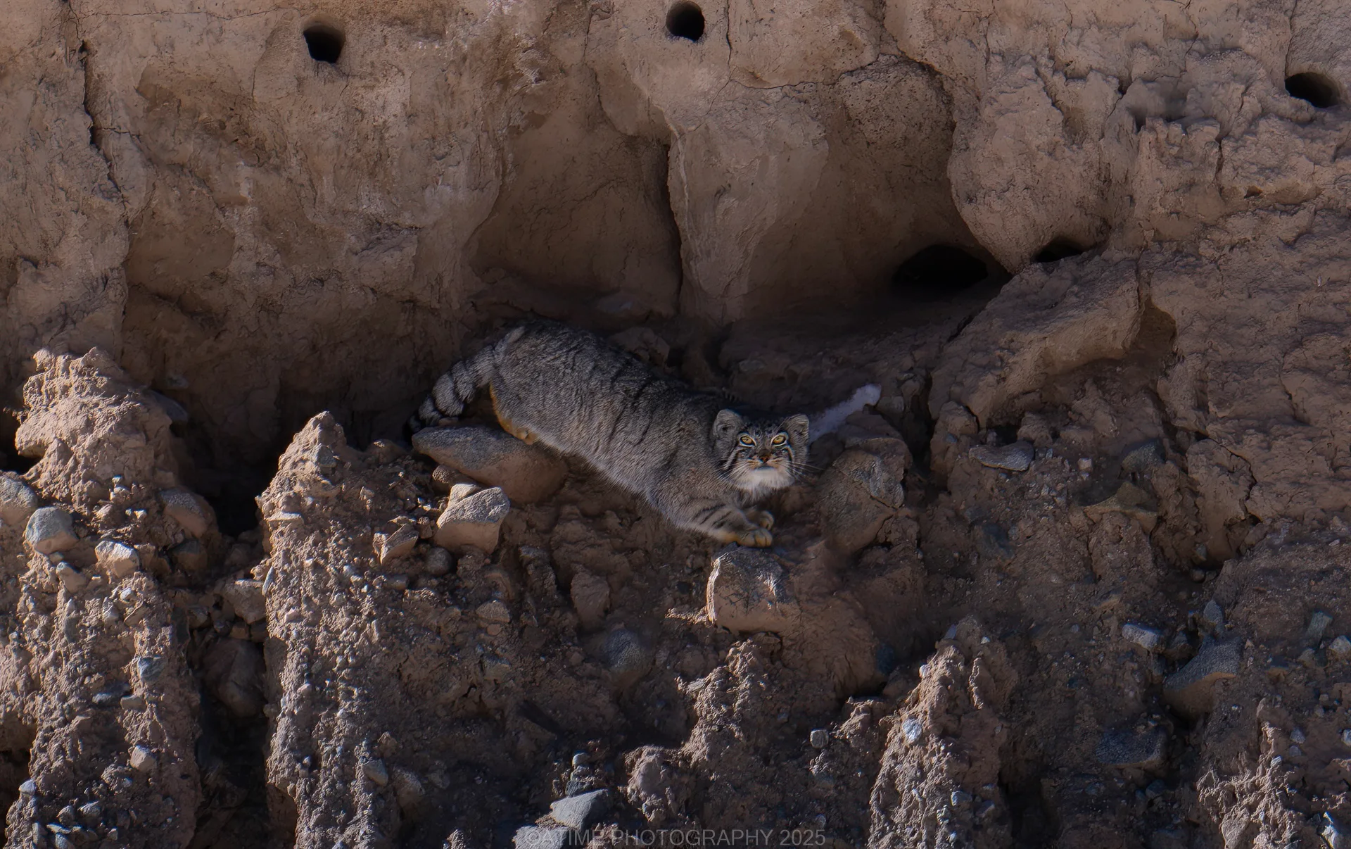 Dulan Wildlife Tour Report: Pallas’s Cats, Eurasian Lynx and Snow Leopards in Qinghai, China palla's_cat