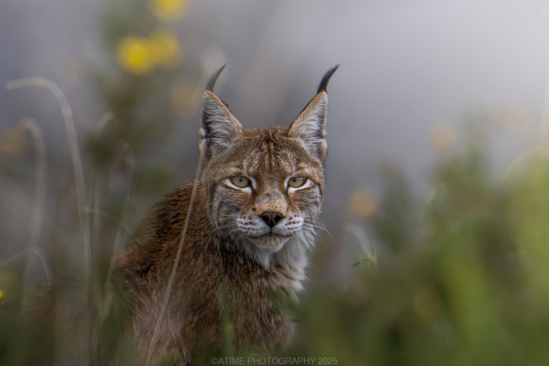 Dulan Wildlife Tour Report: Pallas’s Cats, Eurasian Lynx and Snow Leopards in Qinghai, China eurasian_lnyx