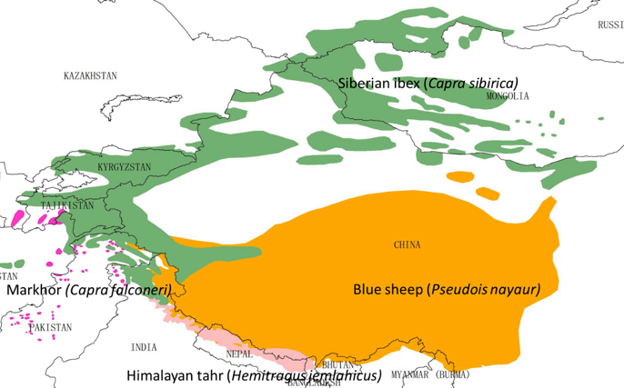 Distribution of the Snow Leopard's Main Wild Goat Prey Species. Distribution data: IUCN (2013).