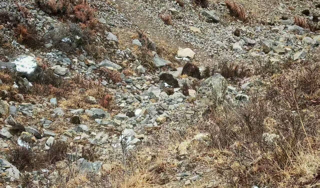 What Do Snow Leopards Eat? An Educational Guide snow_leopard_in_Qinghai