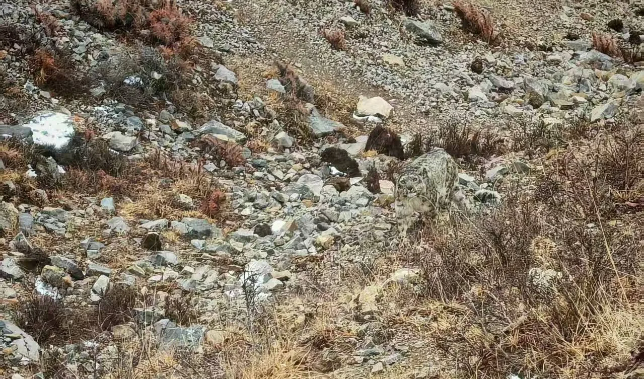 snow_leopard_in_Qinghai