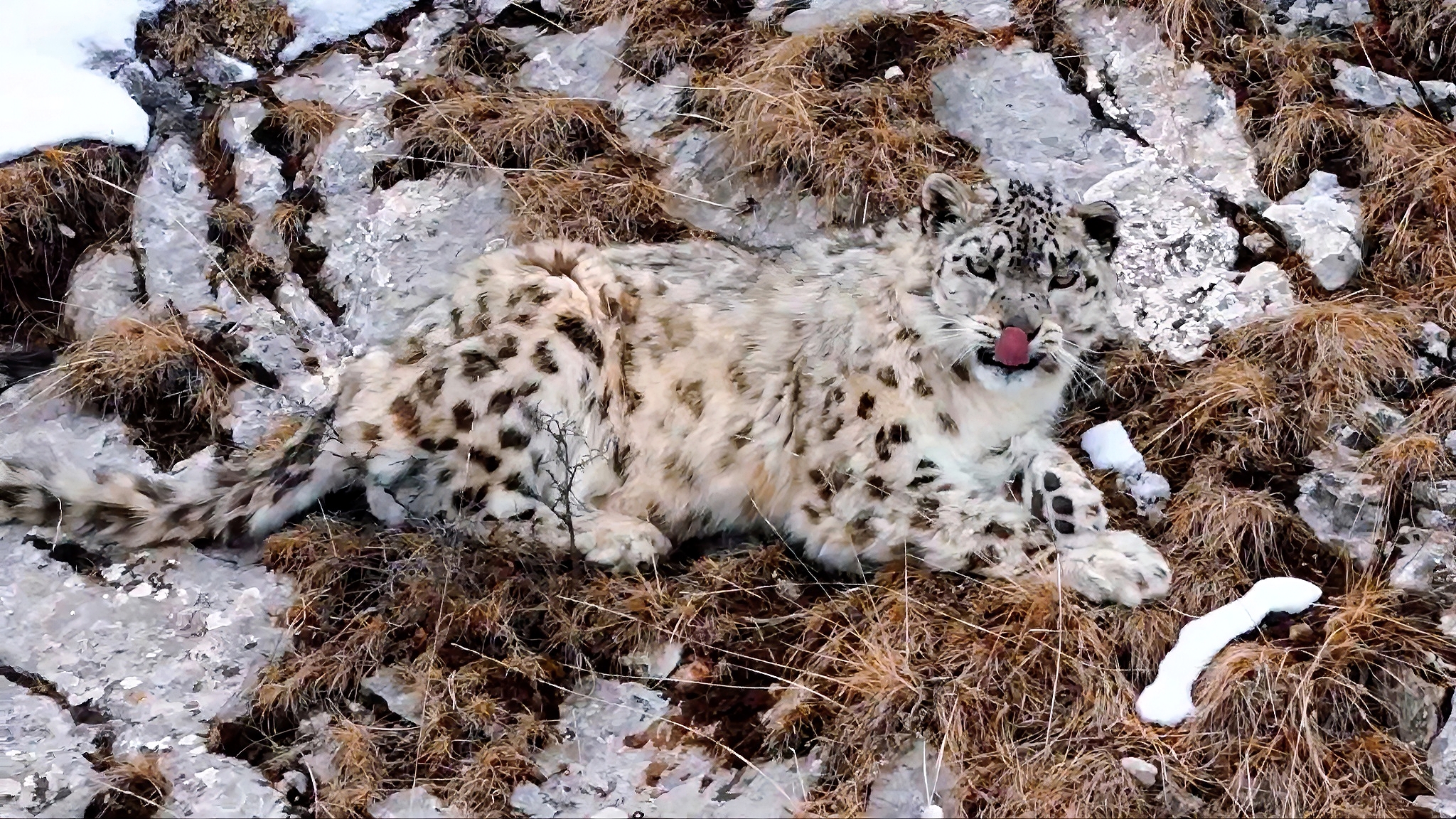 snow_leopard