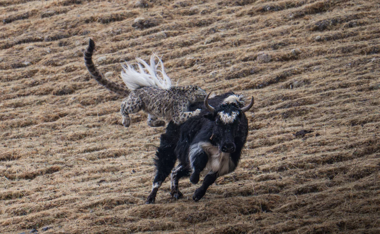 Snow Leopard Photography Field Guide: How To Photograph Snow Leopards In The Wild snow_leopard_hunting_yak