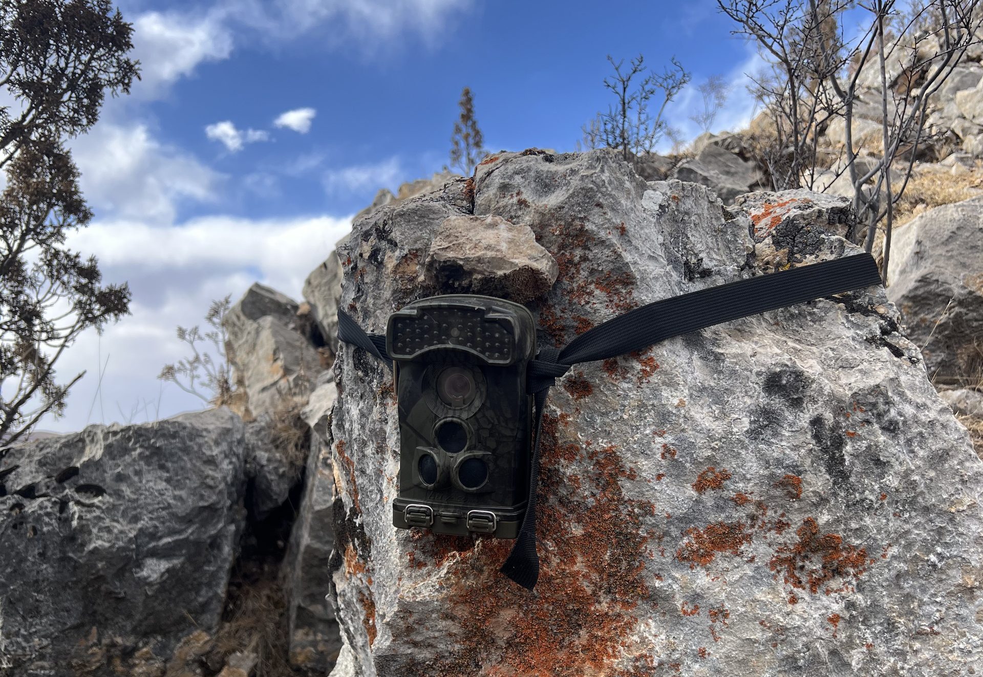 How Much Snow Leopards Are Left in the World? Population, Range, and Conservation Status Camera_Trap