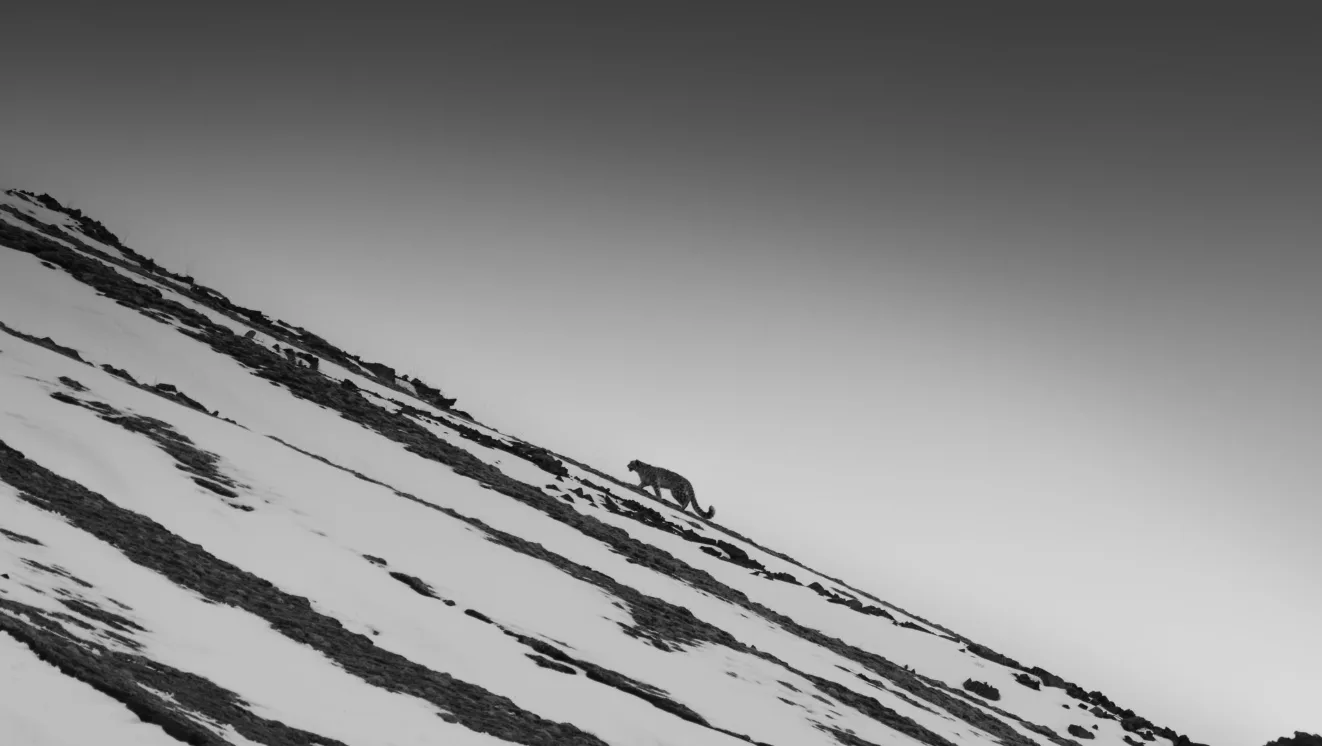 Snow Leopard Photography Field Guide: How To Photograph Snow Leopards In The Wild snow_leopard_walking