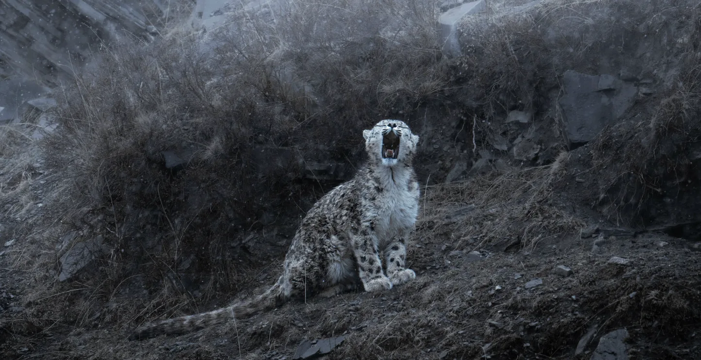 snow_leopard_in_snow