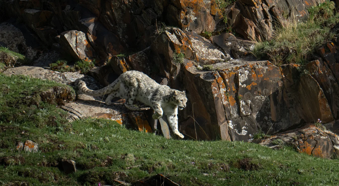 Snow Leopard Photography Field Guide: How To Photograph Snow Leopards In The Wild snow_leopard