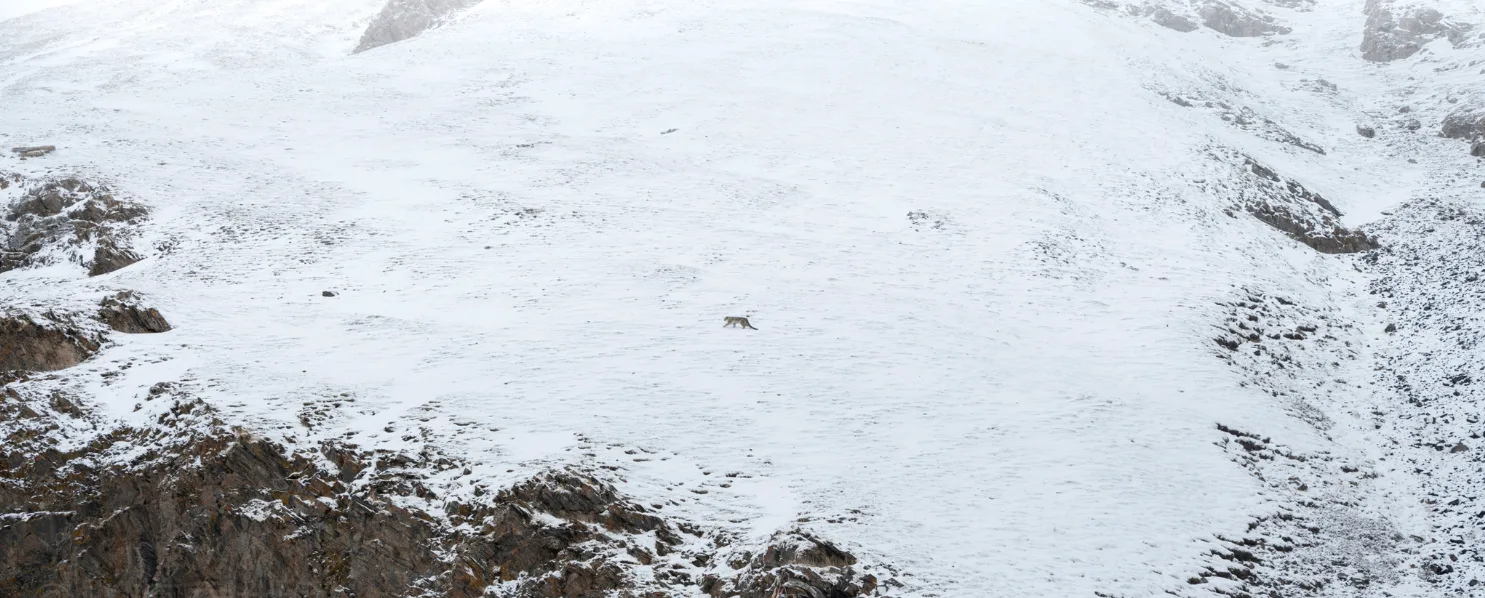Snow Leopard Photography Field Guide: How To Photograph Snow Leopards In The Wild snow_leopard_walking
