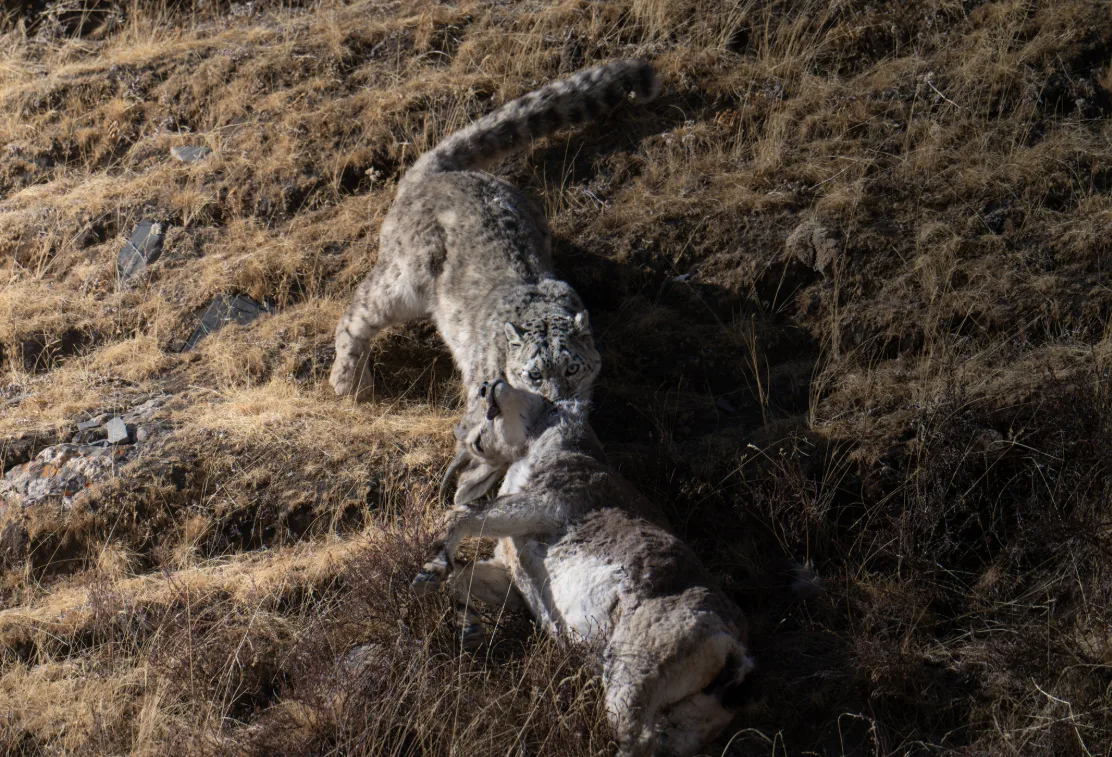 Snow Leopard Photography Field Guide: How To Photograph Snow Leopards In The Wild snow_leopard_successful_hunt