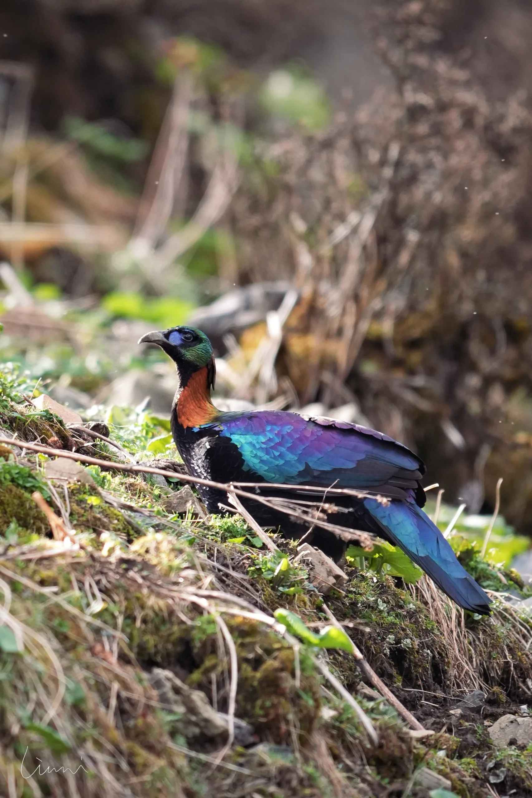 Encounter China's Endemic birds and Wild Red Pandas in Sichuan (13 days)